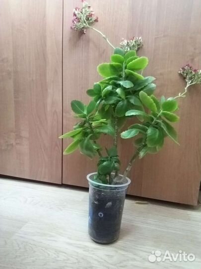 Обмен на цветок