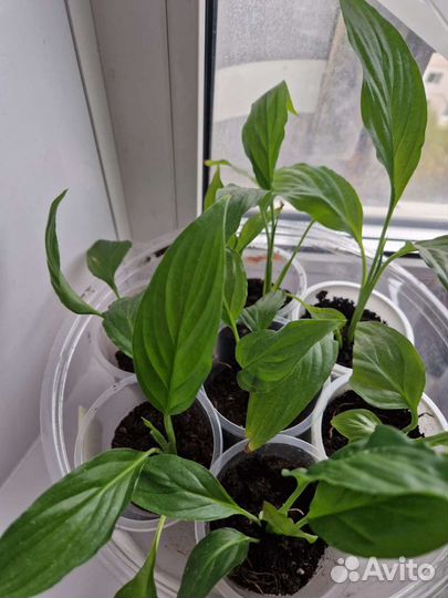 Спатифиллум