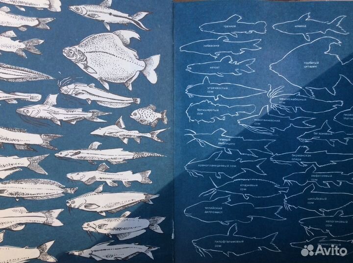 Книга об аквариумных рыбках