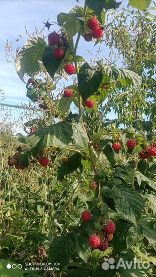 Ремонтантная малина