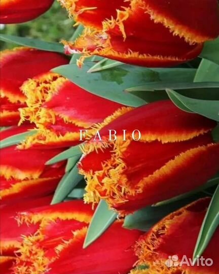 Луковицы тюльпанов детки