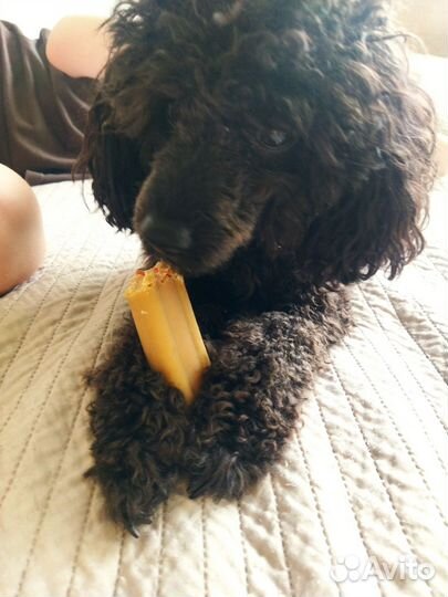 Вязка собак