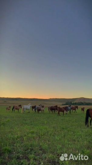 Продам лошадей