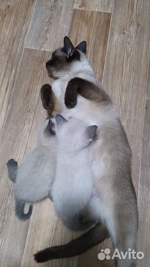 Отдам котят в добрые руки