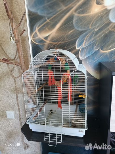 Попугай корелла девочка