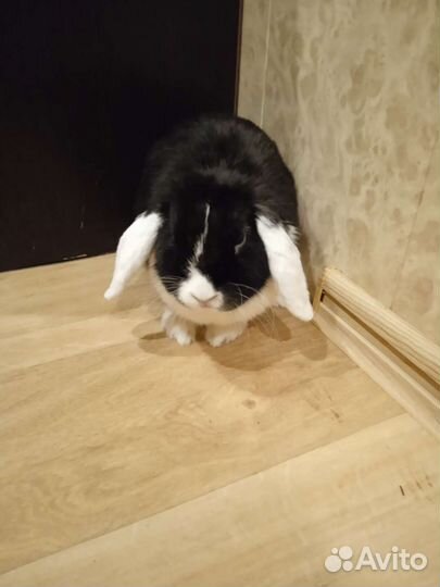 Декоративная вислоухая крольчиха ищет пару