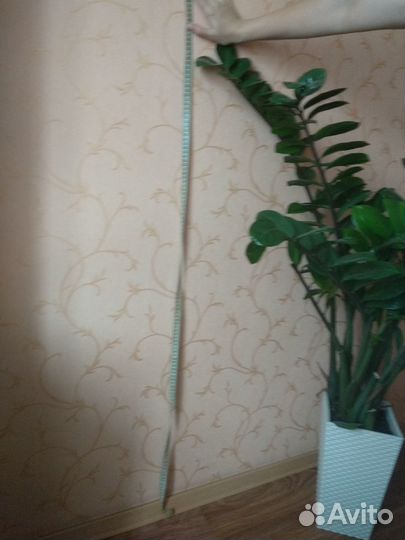 Комнатные растения Замиакулькас