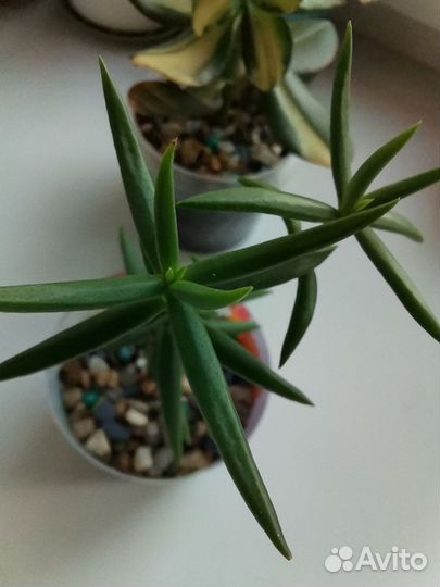 Крассула Тетрагона