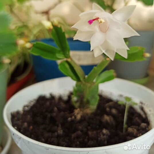 Декабрист розовый и белый редкий