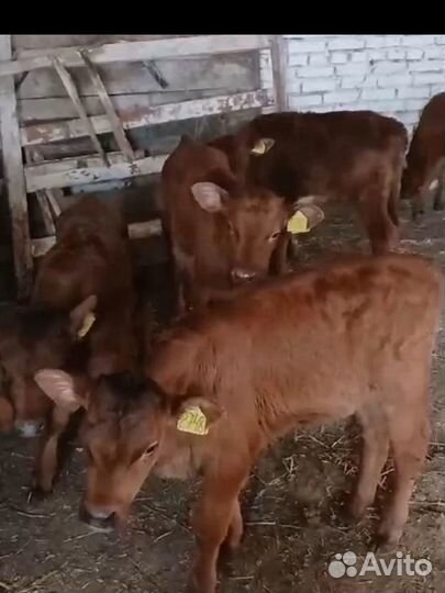 Телята бычки лимузин