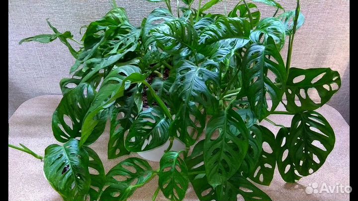 Отростки Монстера маск