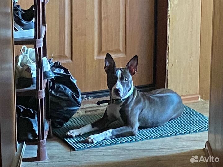 Американский стаффордширский терьер