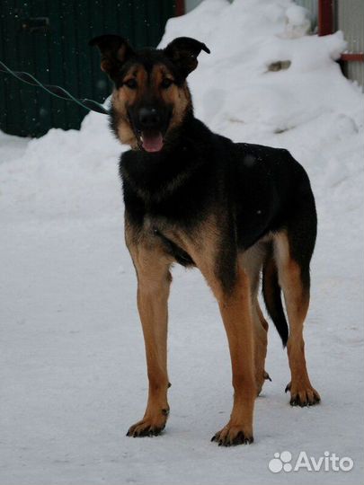 Статный красавец Дингл в добрые руки