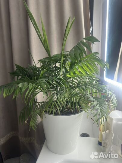 Пальма хамедорея