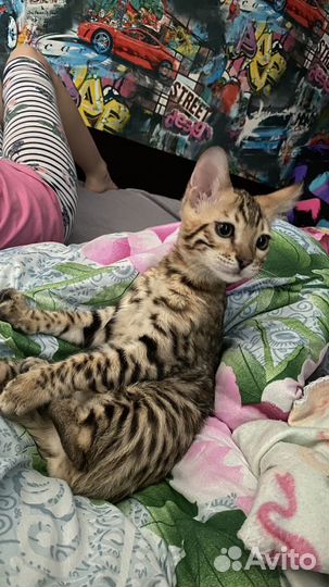 Бенгальский котенок мальчик