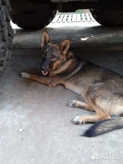 Собака в добрые руки