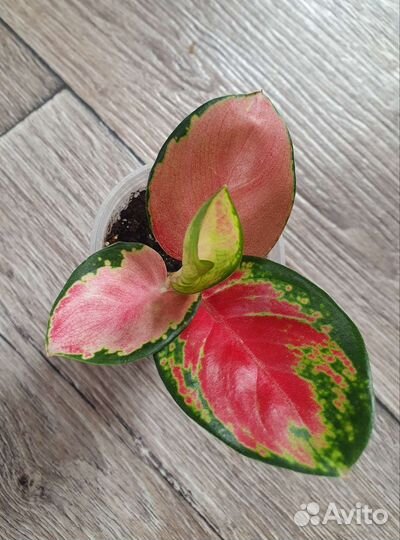 Детки аглаонем