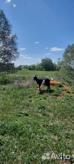 Коза с козленком