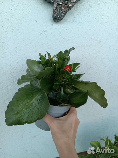 Каланхоэ. Комнатные цветы