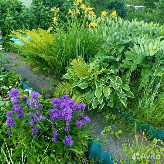 Многолетние цветы