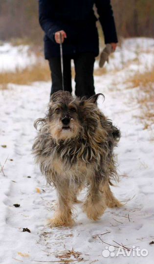Чудесная собака в самые добрые руки