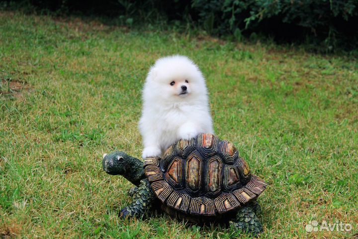 Белый Мишка мальчик.шпиц померанский