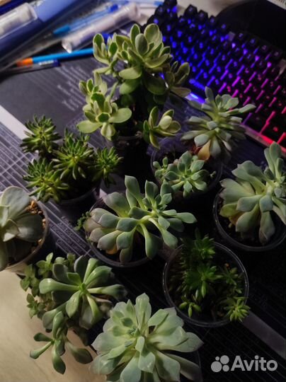 Суккуленты