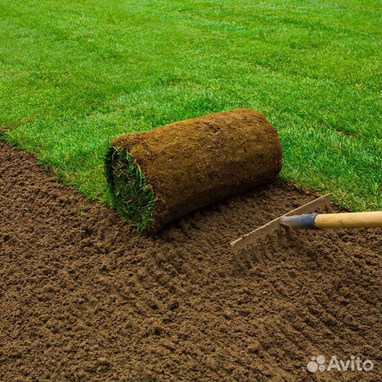 Рулонный газон