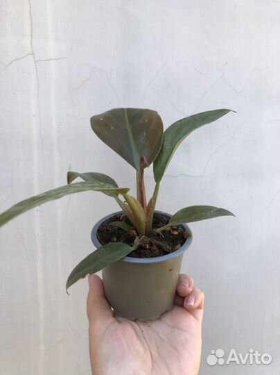 Филодендрон Imperial red