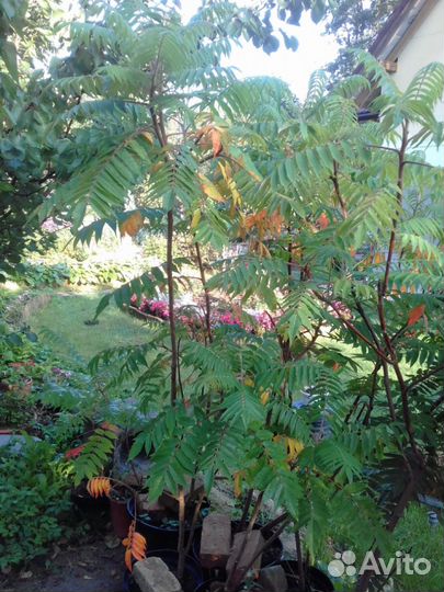 Сумах оленерогий