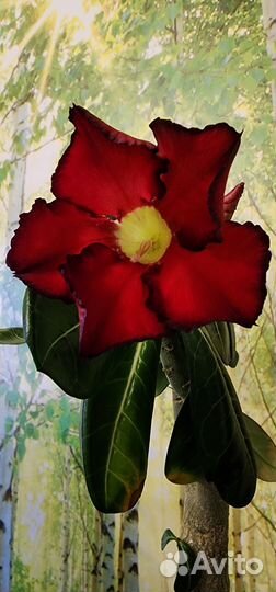 Адениум цветёт яркий, крупный цветок