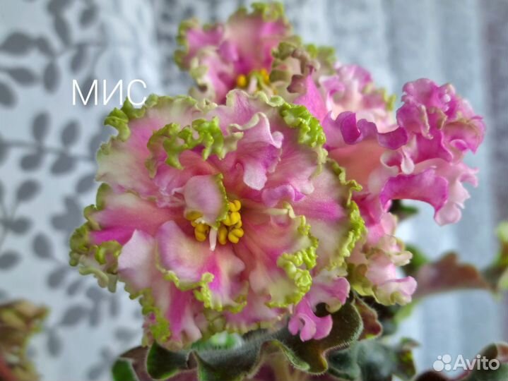 Сортовые фиалки