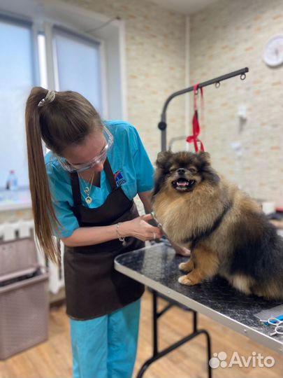 Зоосалон,груминг, стрижка собак и кошек