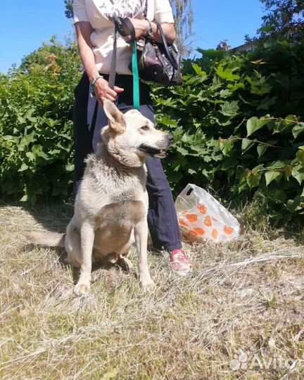 Пирожок Мишаня