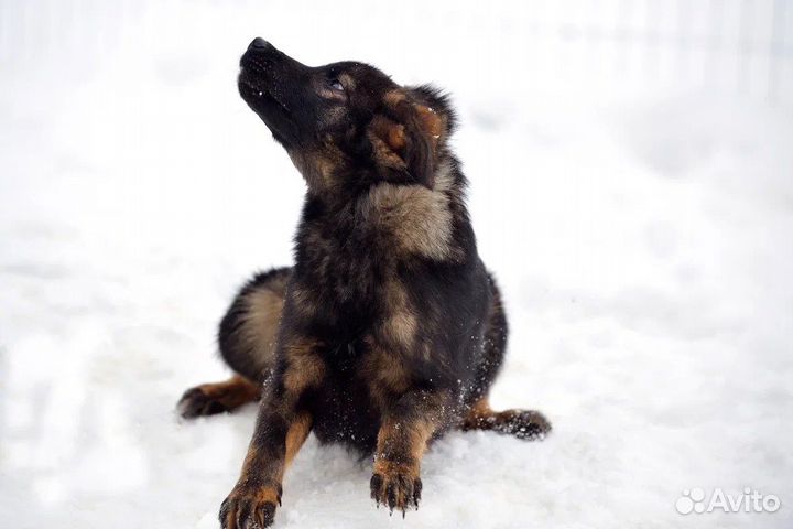 Щенуля в добрые руки