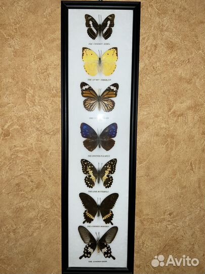 Картина бабочки