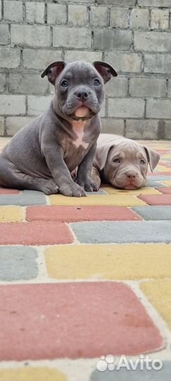 Американский булли щенки