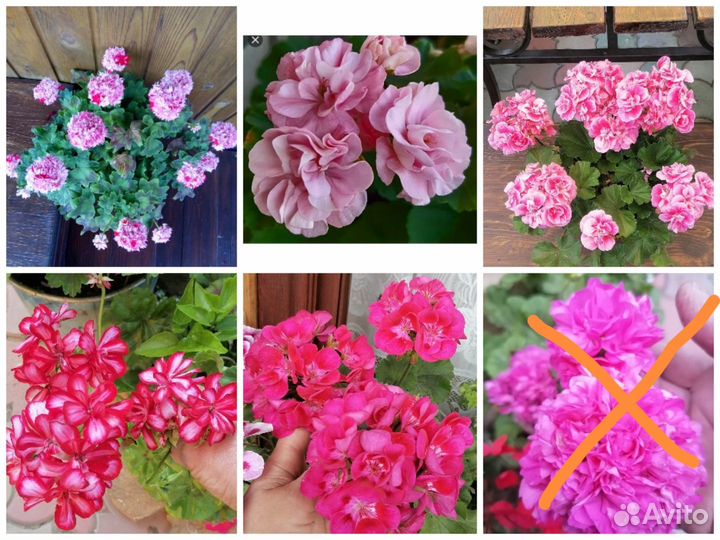 Пеларгония укорененная 40 сортов