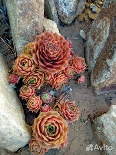 Растения для альпийской горки