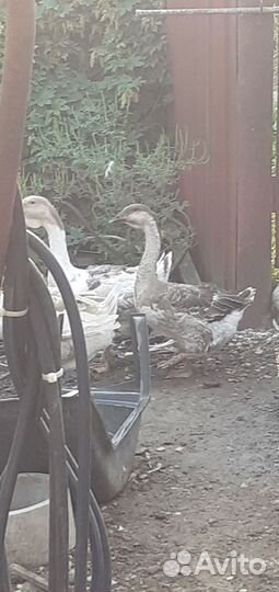 Гусь и утки