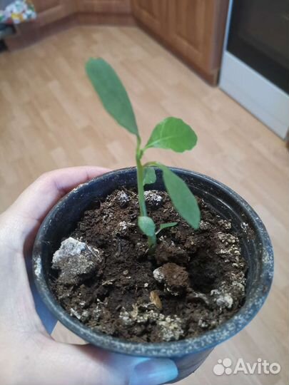 Суккулент Дорстения Хильдебрандта