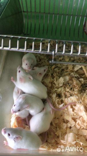 Кормовые насекомые, грызуны