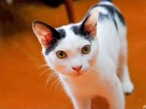 Ласковый крымский котенок ищет свой дом