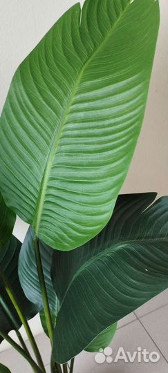 Банановое дерево матовое