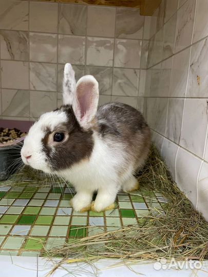 Декоративные карликовые кролики