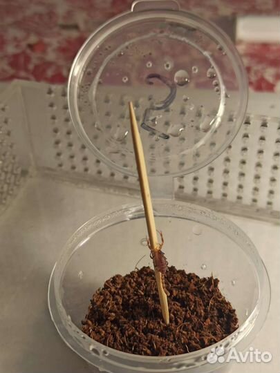 Индийский скорпион (Lychas tricarinatus)