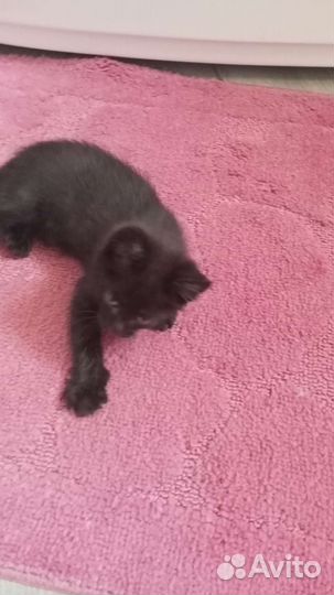 Котёнок смесь кошки мей куна и дв-вого кота в дар