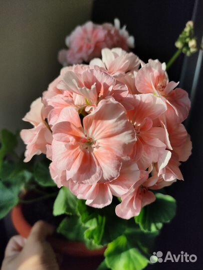 Пеларгония, герань сортовая PAC Salmon Princess