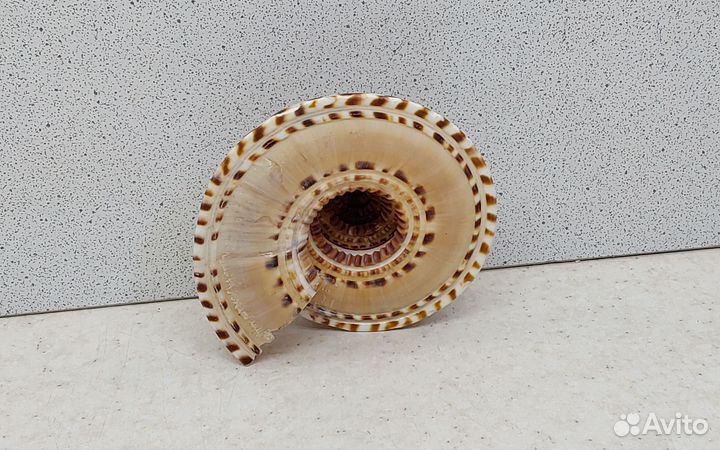 Архитектоника Макулата 7,3 морская ракушка