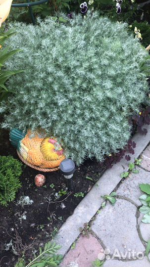 Полынь Шмидта, полынь тархунная,луковицы лилий